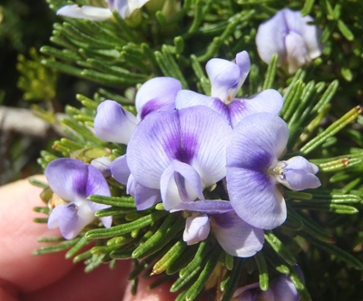 New species of fynbos discovered in Robberg